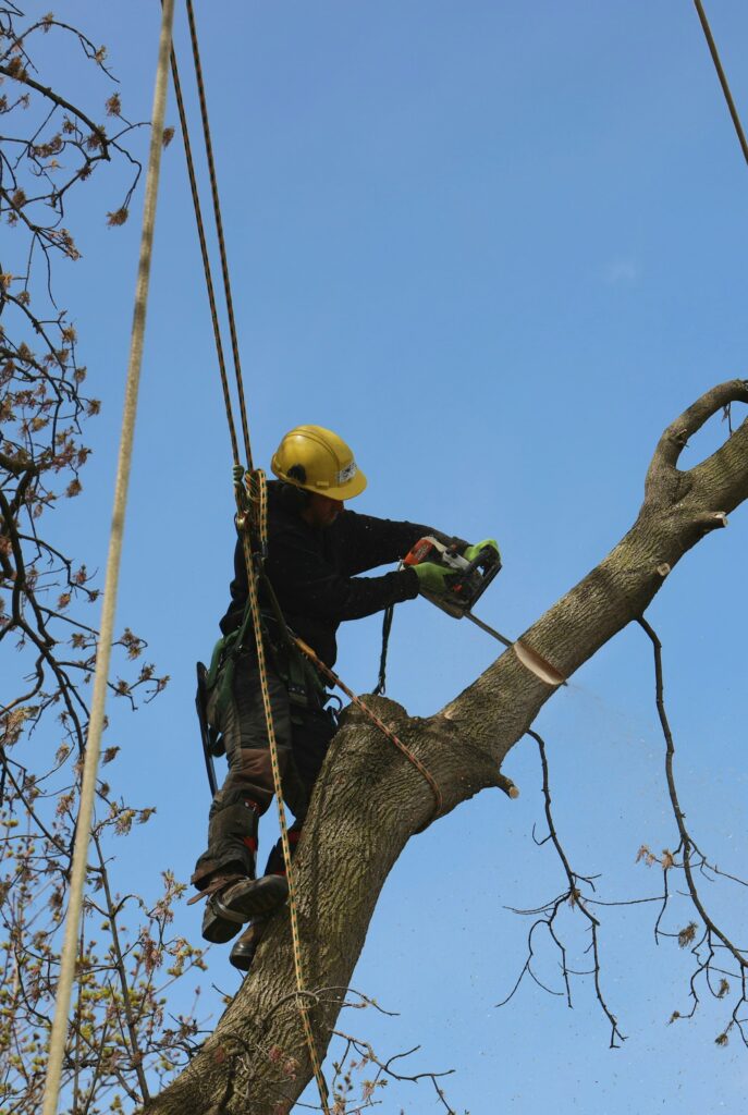 Certified arborist climbing a tree with a safety rope - local citations for tree service companies
