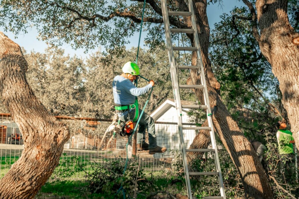Arborist climbing a tree with safety harness and ladder - local SEO for tree service companies