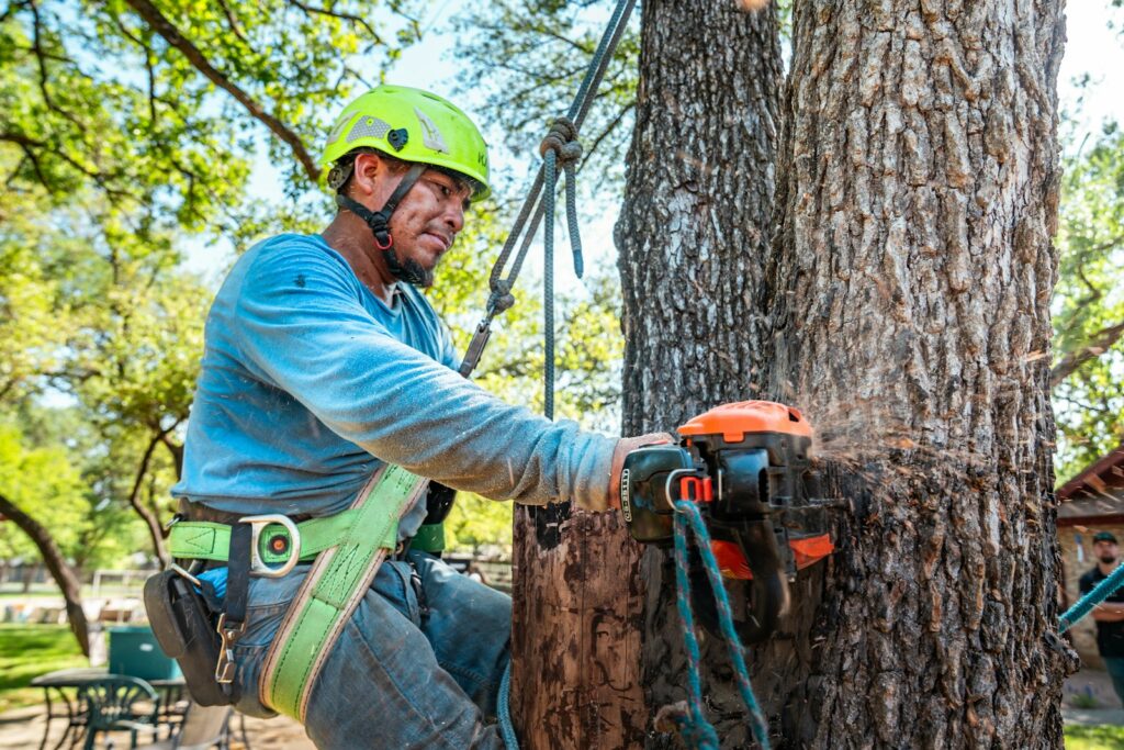 Arborist safely removing a tree limb for a tree service company