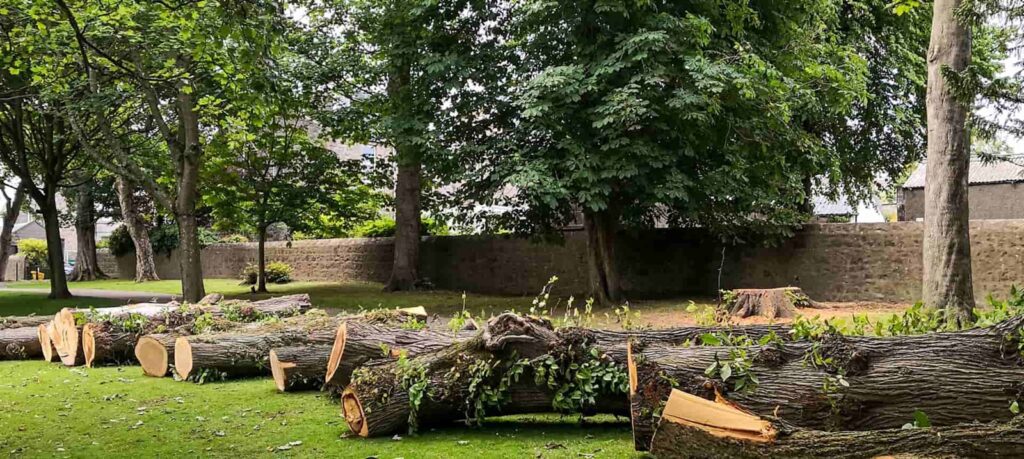 Fallen tree logs and storm debris cleanup - local SEO for tree service companies
