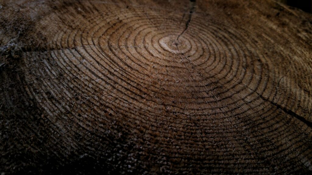 Close-up of tree stump growth rings - Google Business Profile categories for tree service companies
